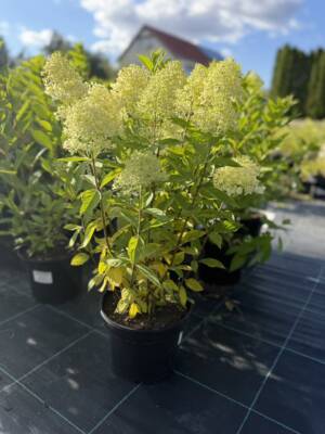 Hortensja bukietowa 'MAGICAL SWEET SUMMER'