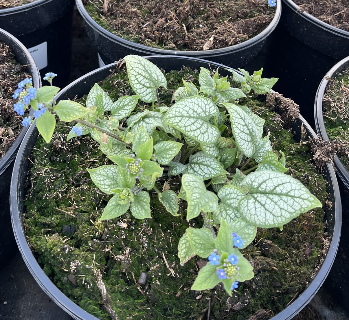 Brunnera wielkolistna 'Jack Frost’