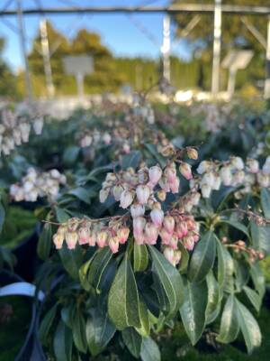 Pieris japoński 'Valley Rose'
