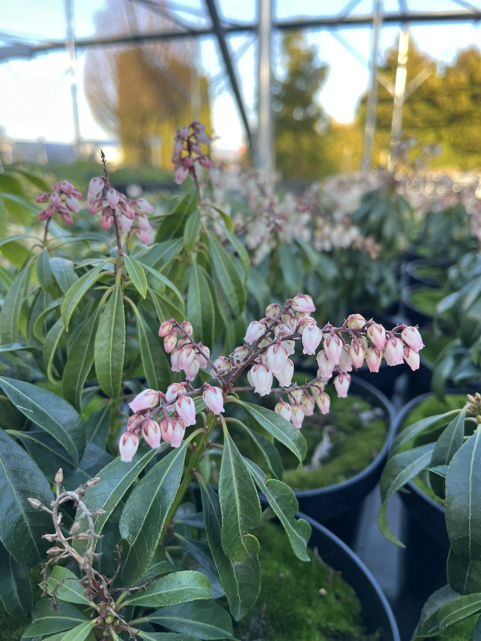 Pieris japoński 'Valley Rose’