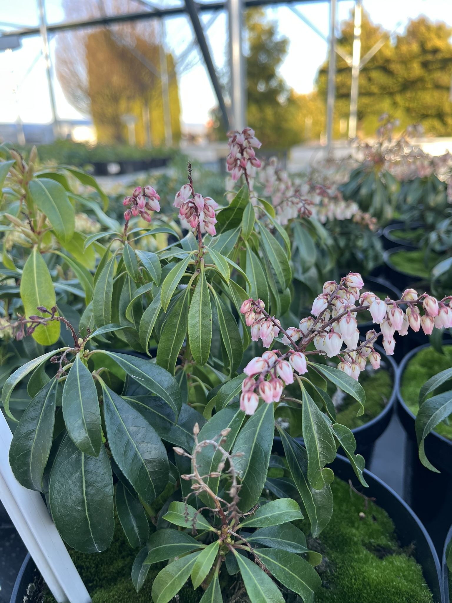 Pieris japoński 'Valley Rose’