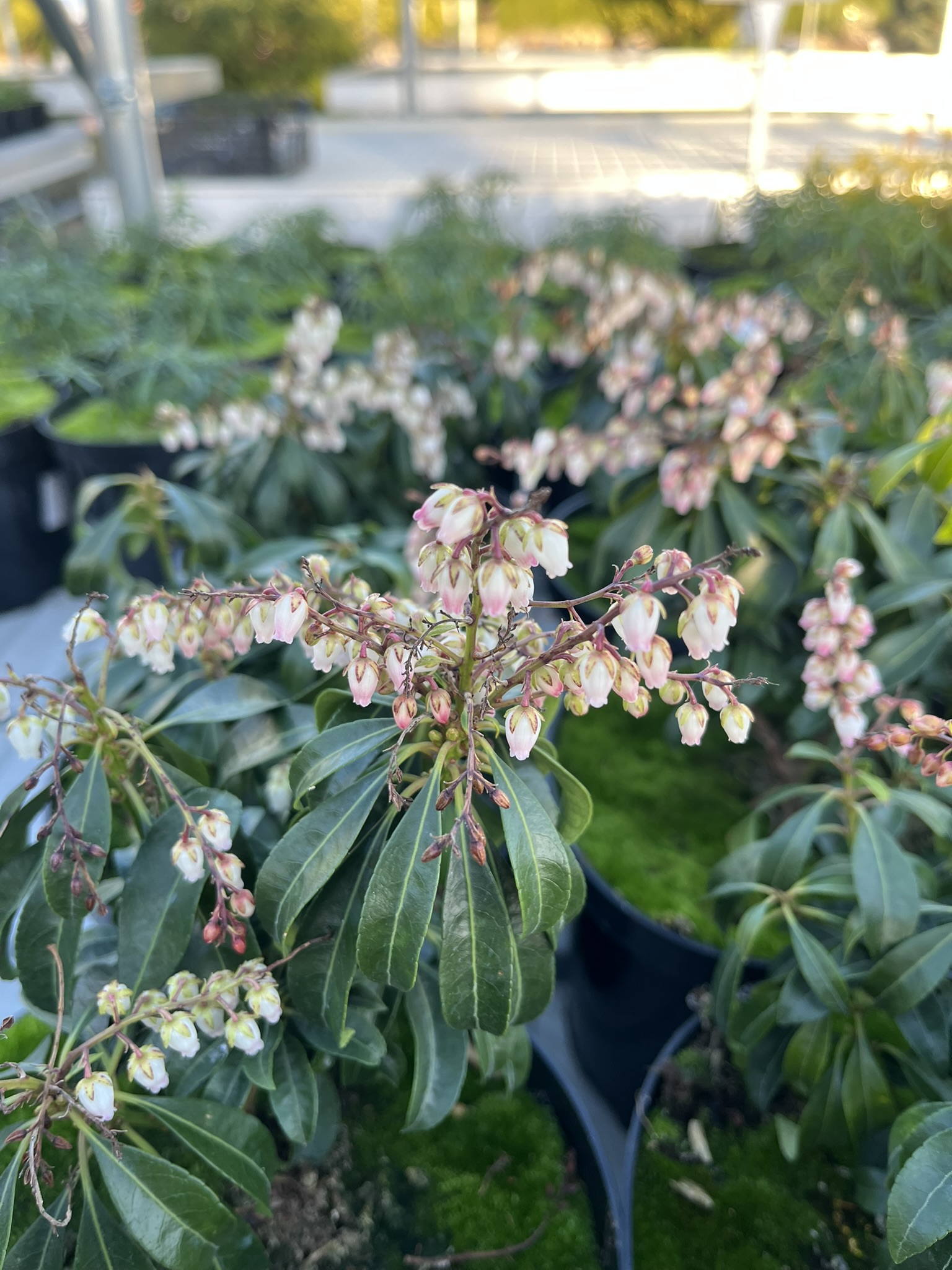 Pieris japoński 'Valley Rose’