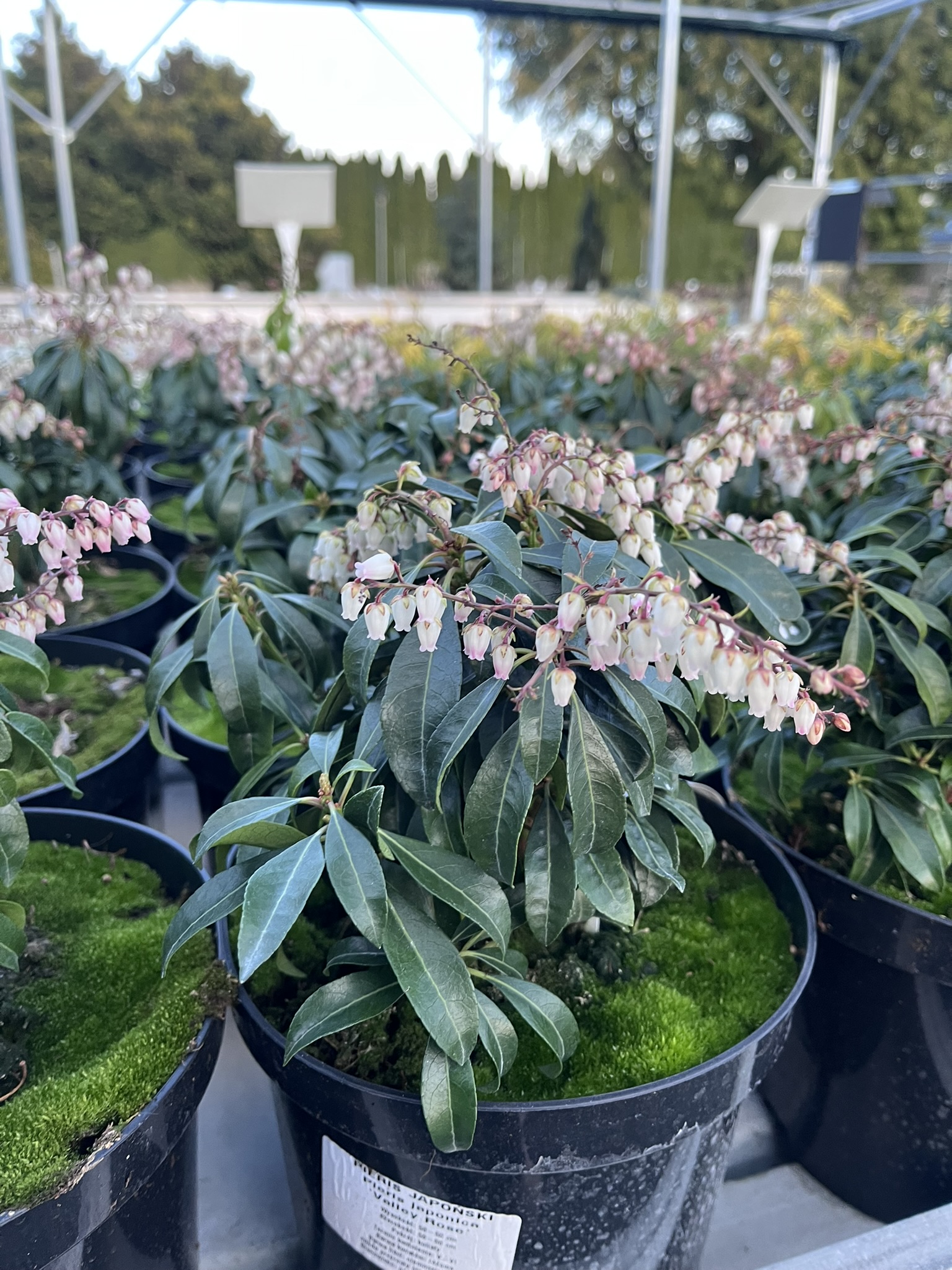 Pieris japoński 'Valley Rose’