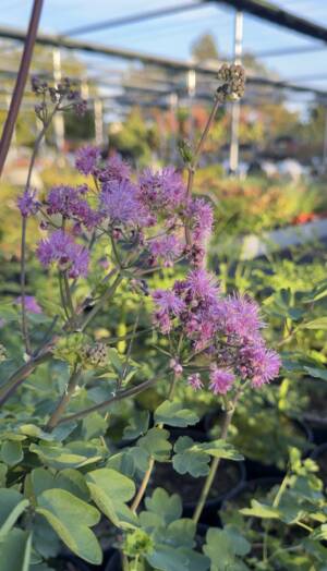 Rutewka orlikolistna 'Black stockngs'