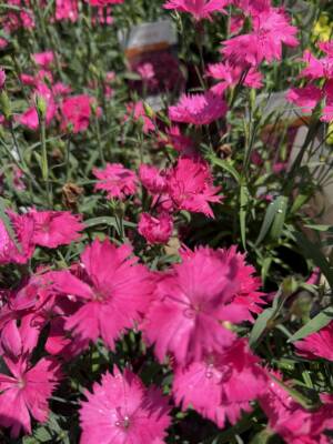 Goździk 'Suntory Pink'