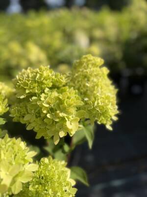 Hortensja bukietowa 'Bee Green'