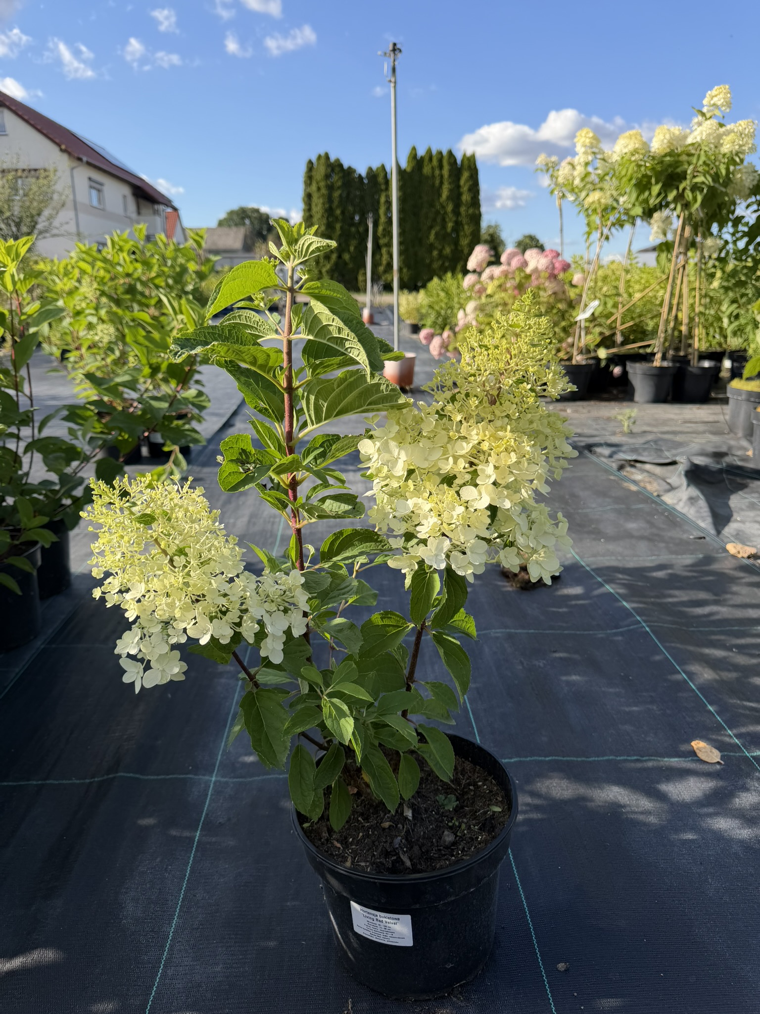 Hortensja bukietowa Liing 'Red Velvet’