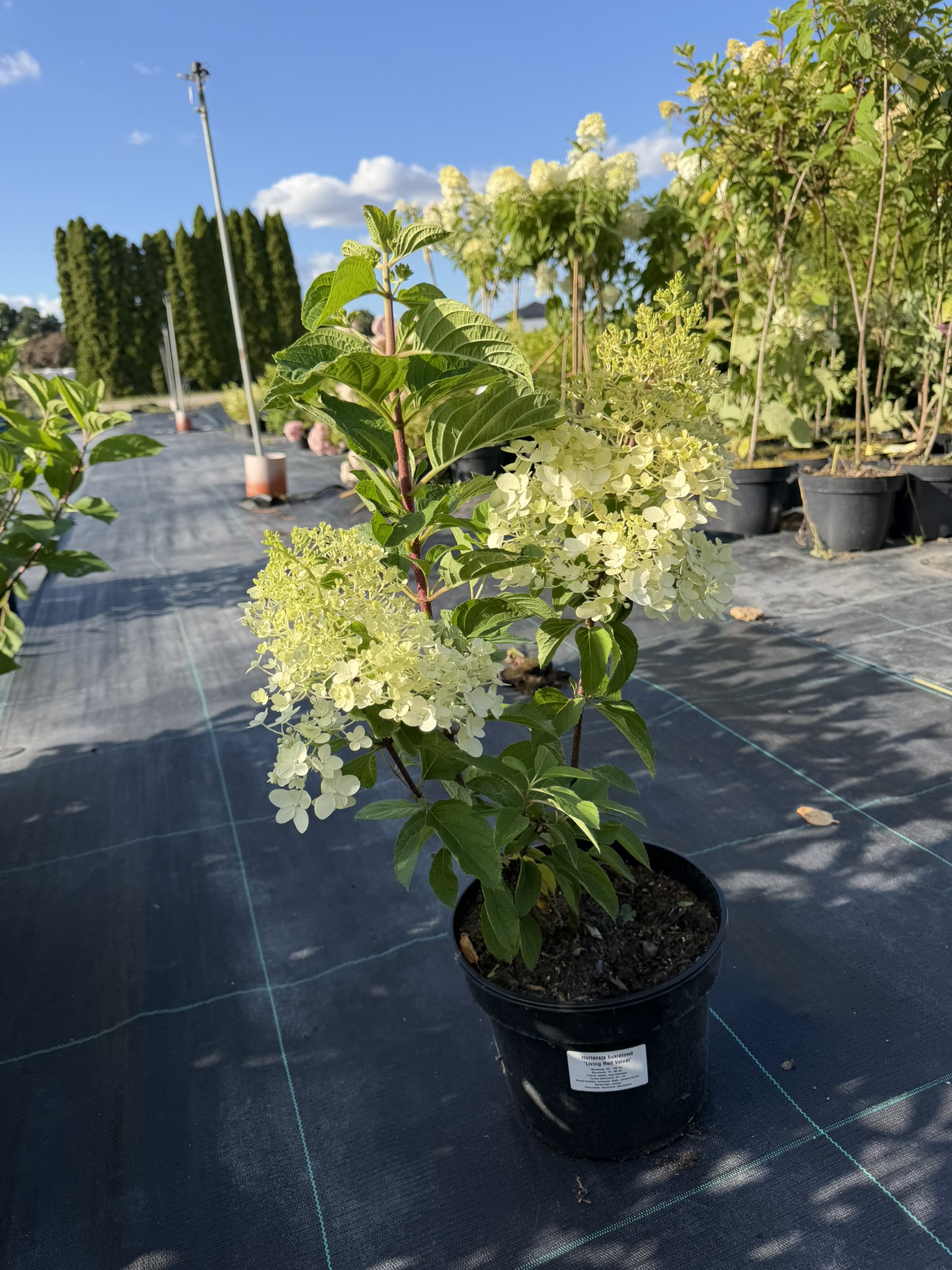 Hortensja bukietowa Liing 'Red Velvet’