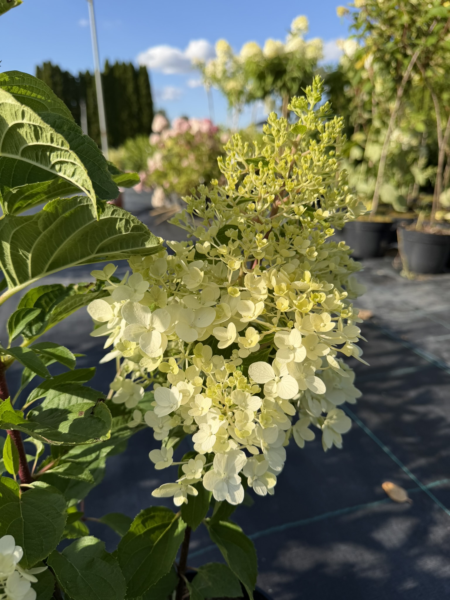 Hortensja bukietowa Liing 'Red Velvet’