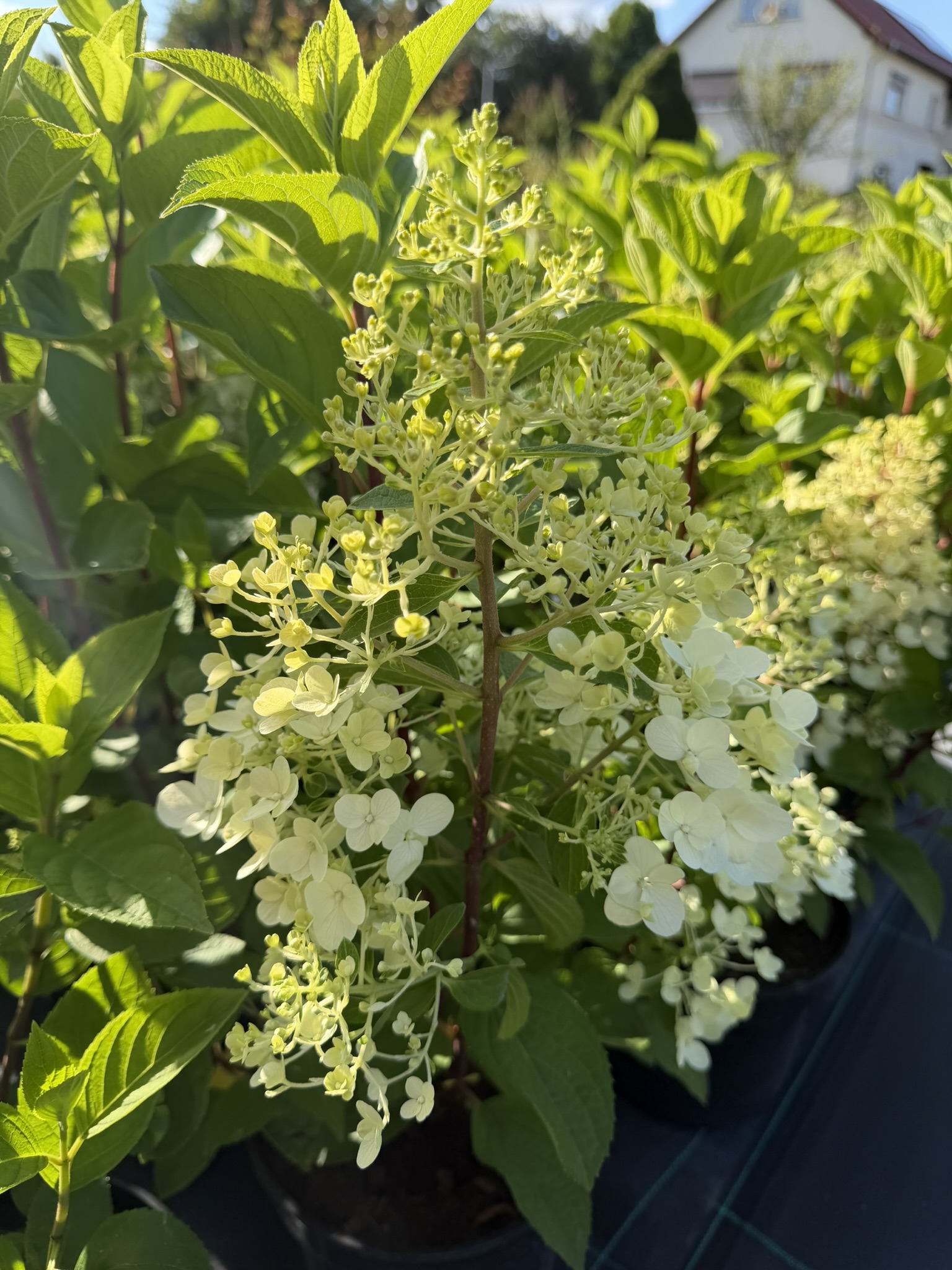 Hortensja bukietowa Liing 'Red Velvet’