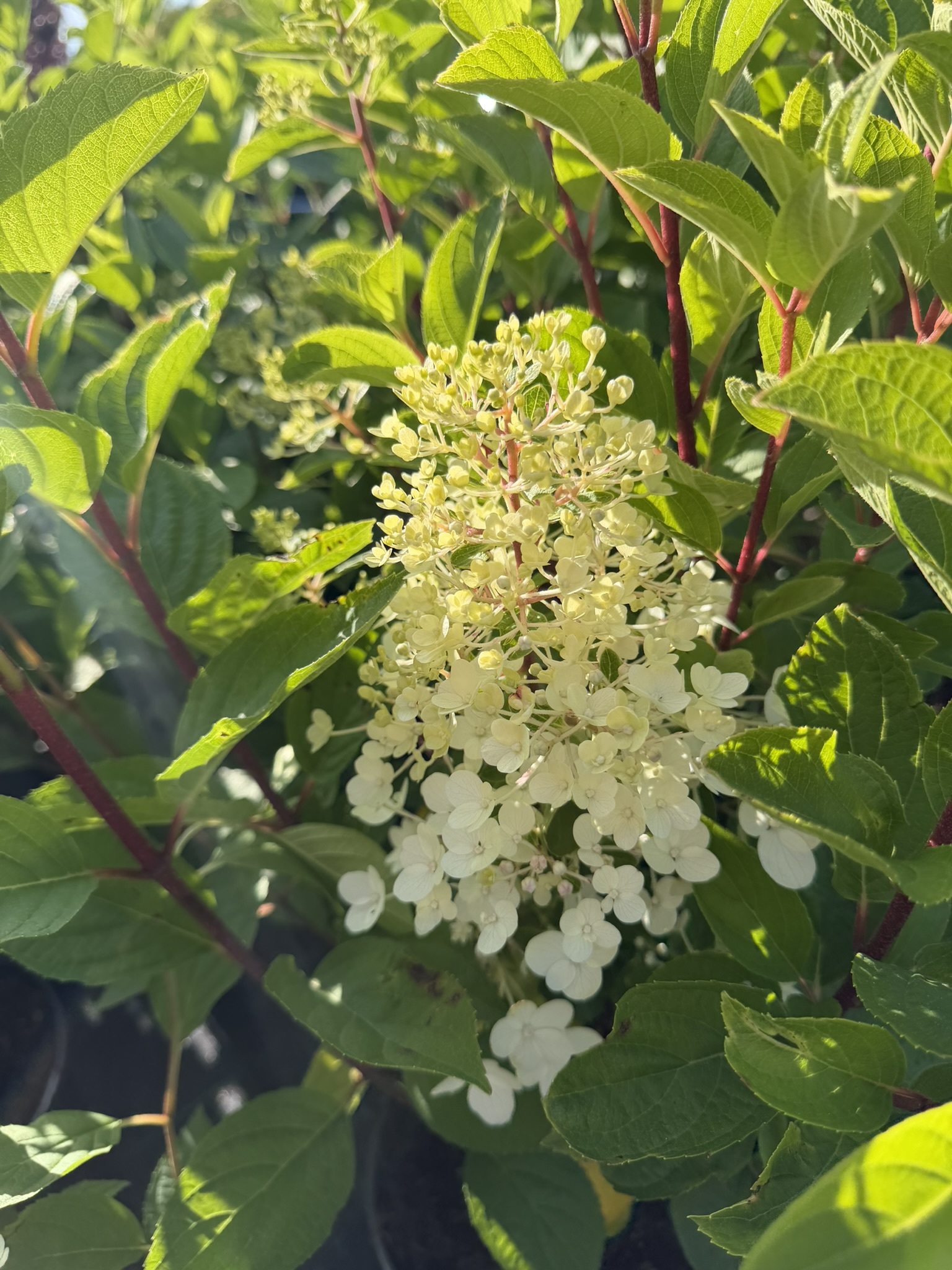Hortensja bukietowa Liing 'Red Velvet’