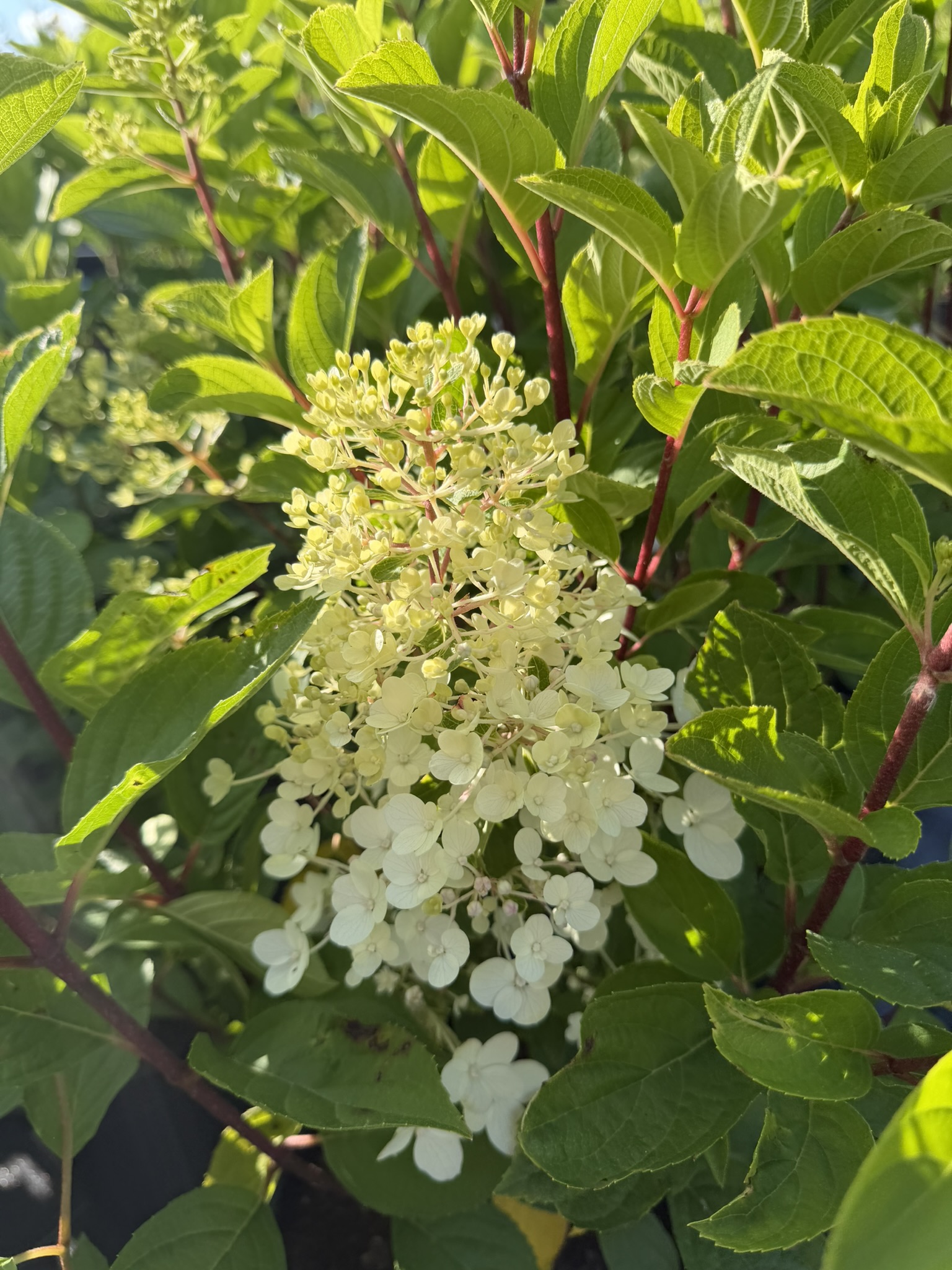 Hortensja bukietowa Liing 'Red Velvet’