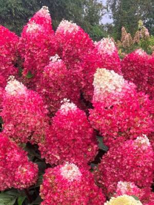 Hortensja bukietowa Liing 'Red Velvet'