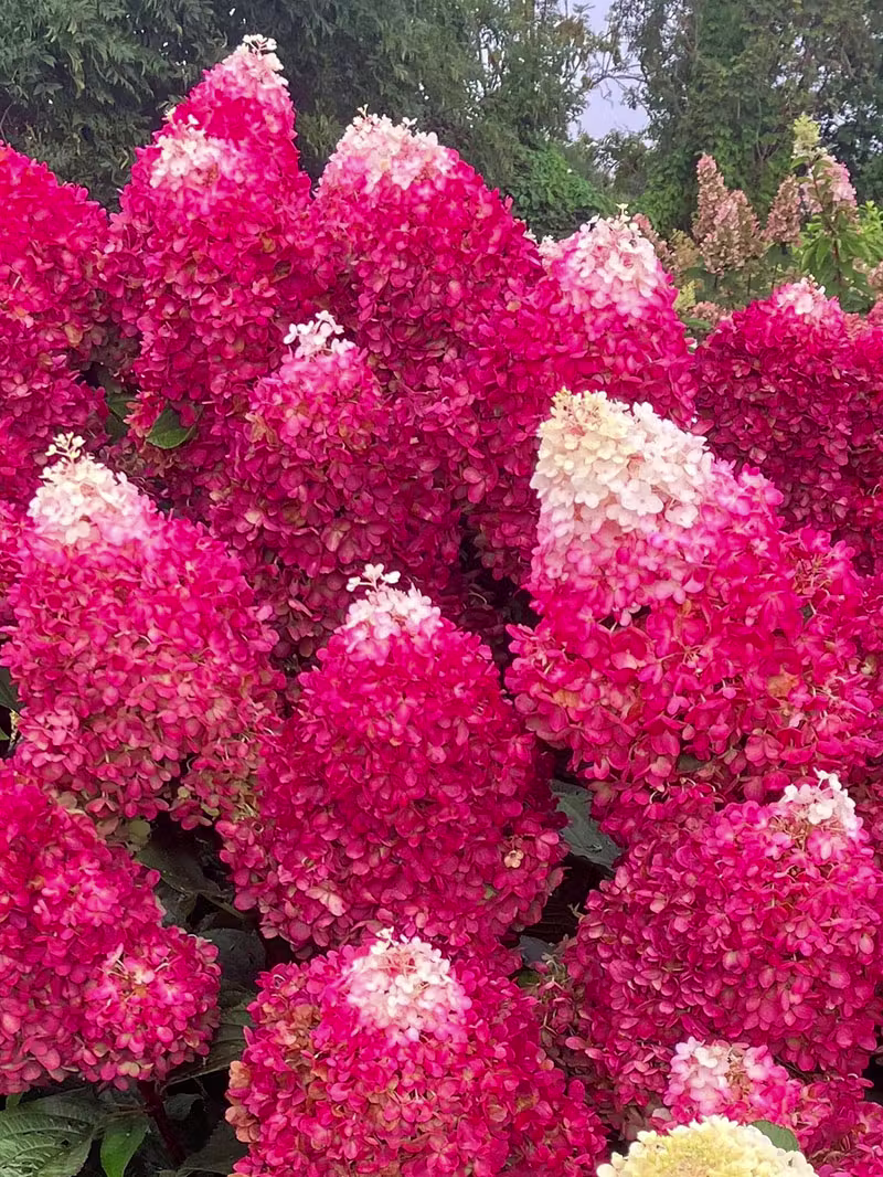 Hortensja bukietowa Liing 'Red Velvet’