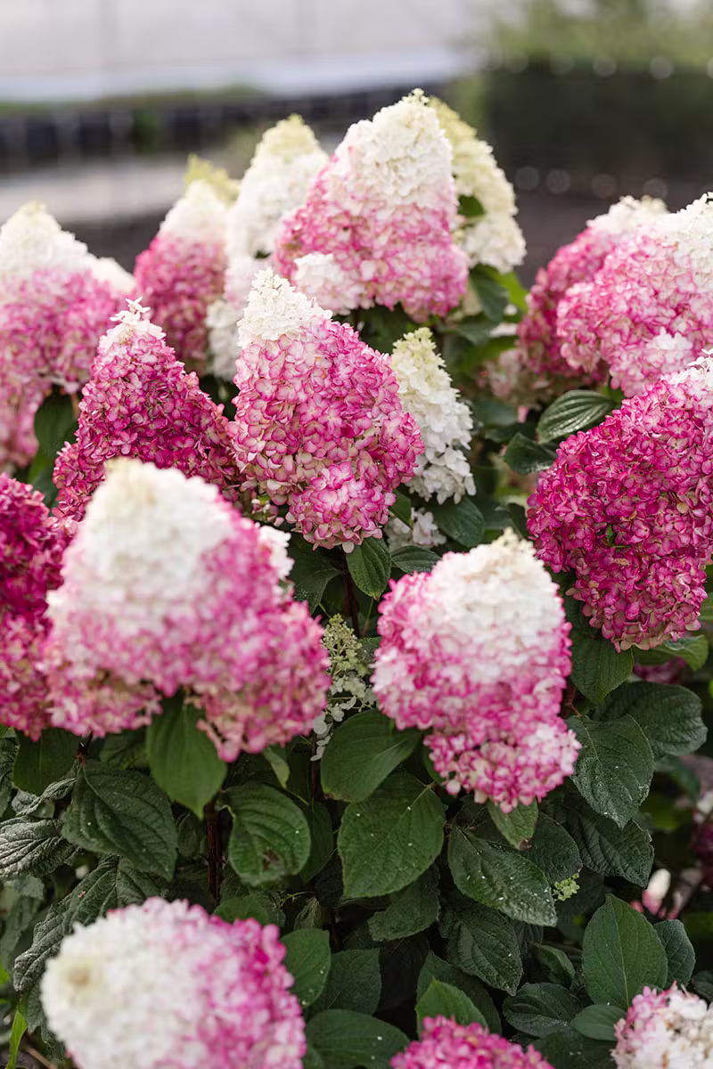 Hortensja bukietowa Liing 'Red Velvet’