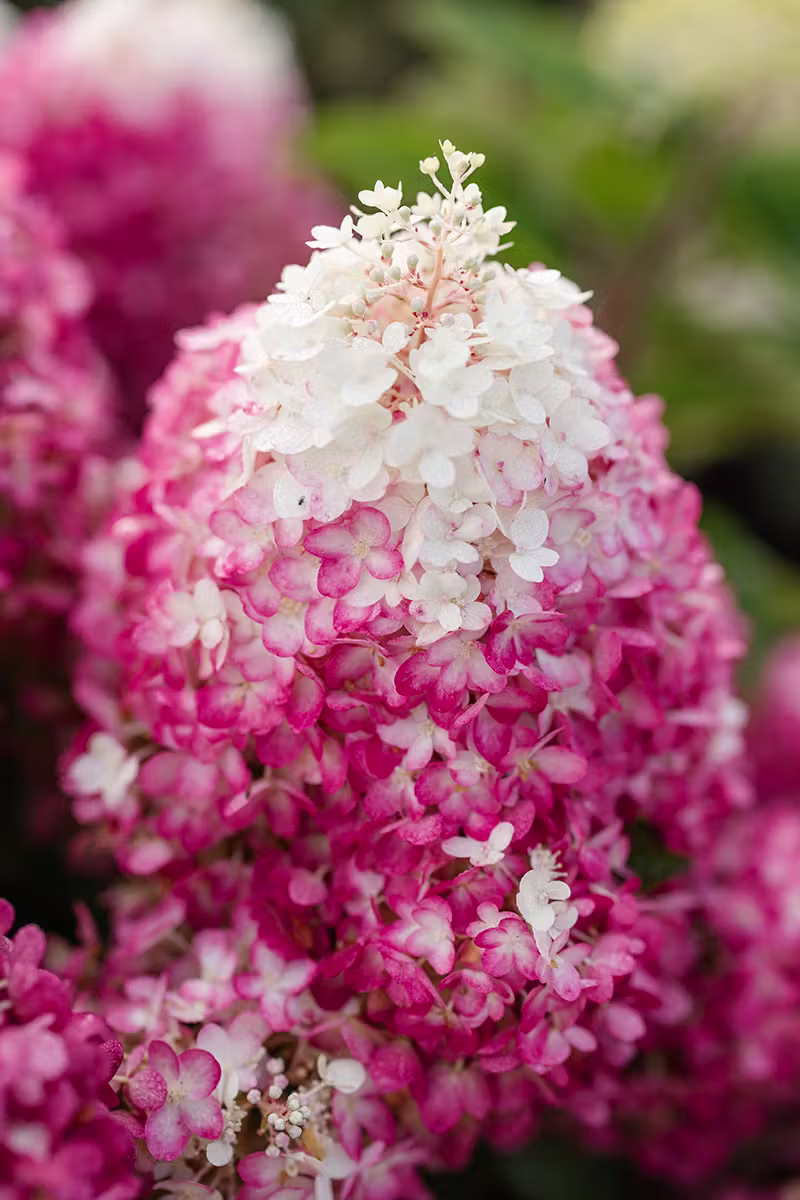 Hortensja bukietowa Liing 'Red Velvet’
