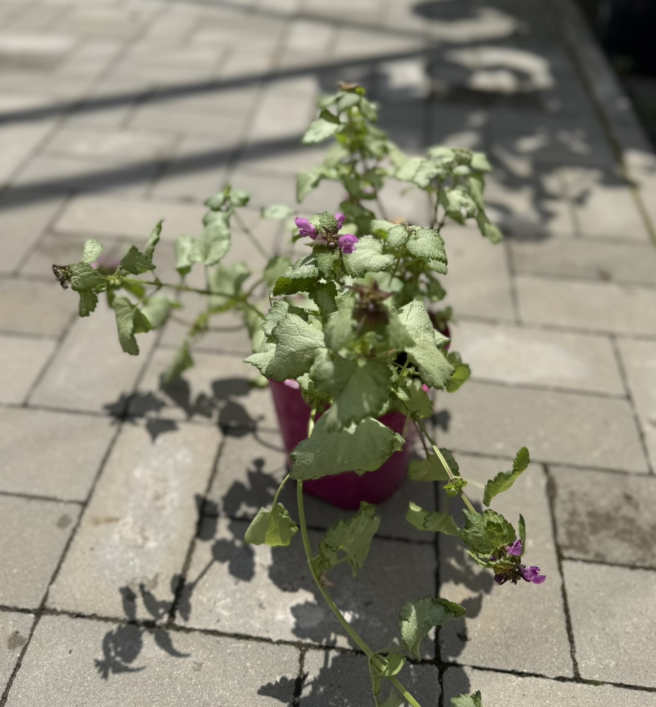 Jasnota plamista ‘Dark Purple’