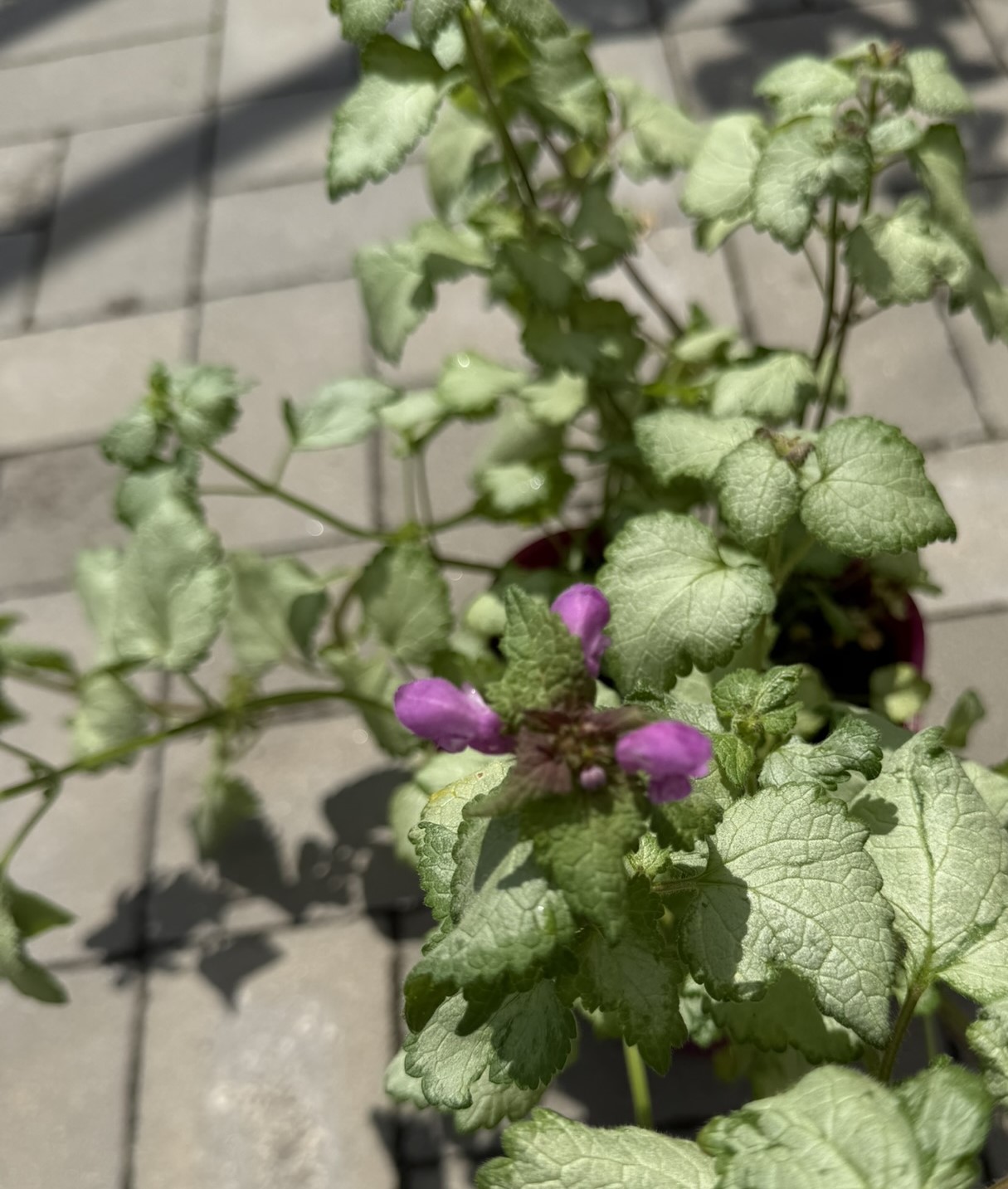 Jasnota plamista ‘Dark Purple’