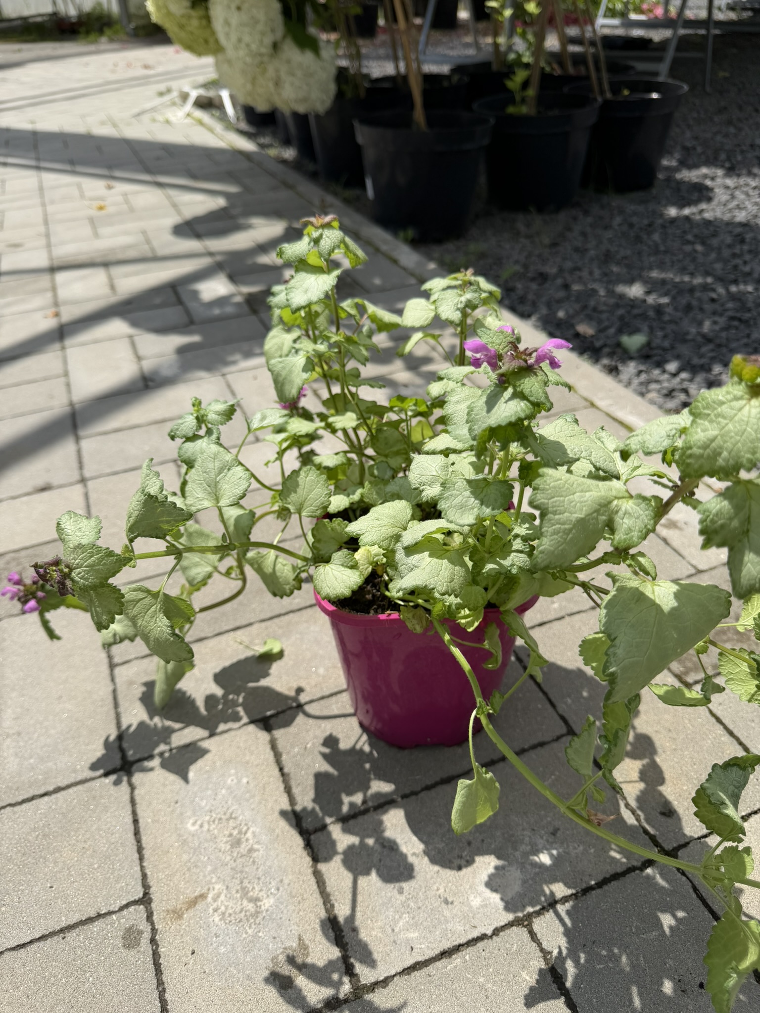 Jasnota plamista ‘Dark Purple’