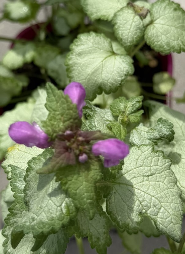 Jasnota plamista ‘Dark Purple’