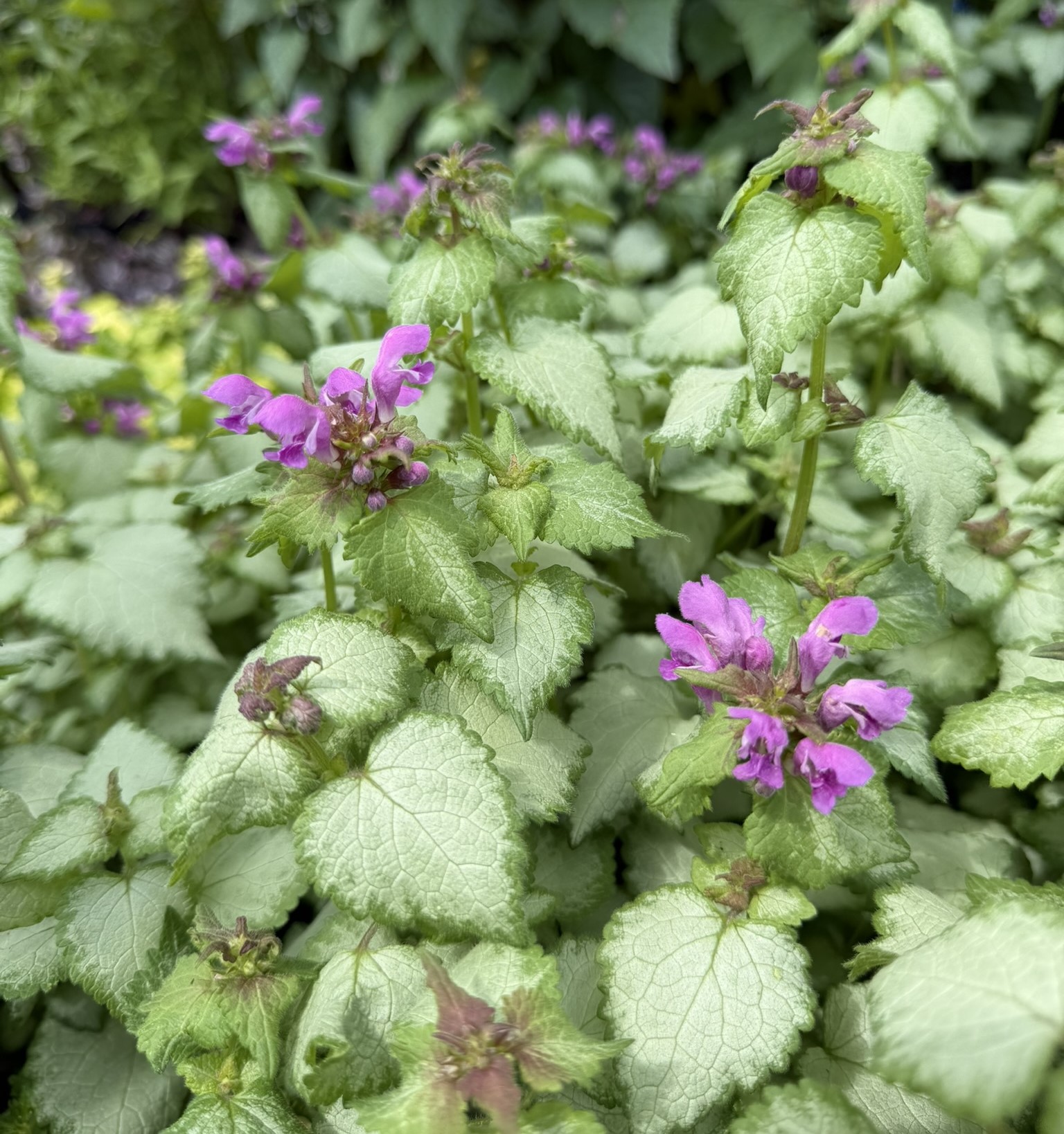 Jasnota plamista ‘Dark Purple’