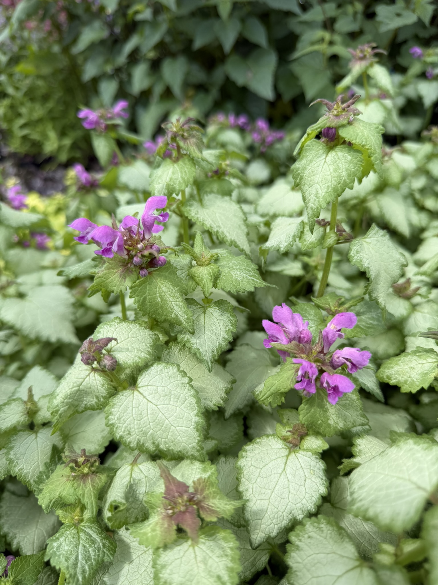 Jasnota plamista ‘Dark Purple’