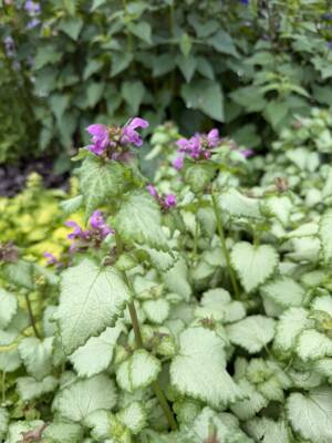 Jasnota plamista ‘Dark Purple’