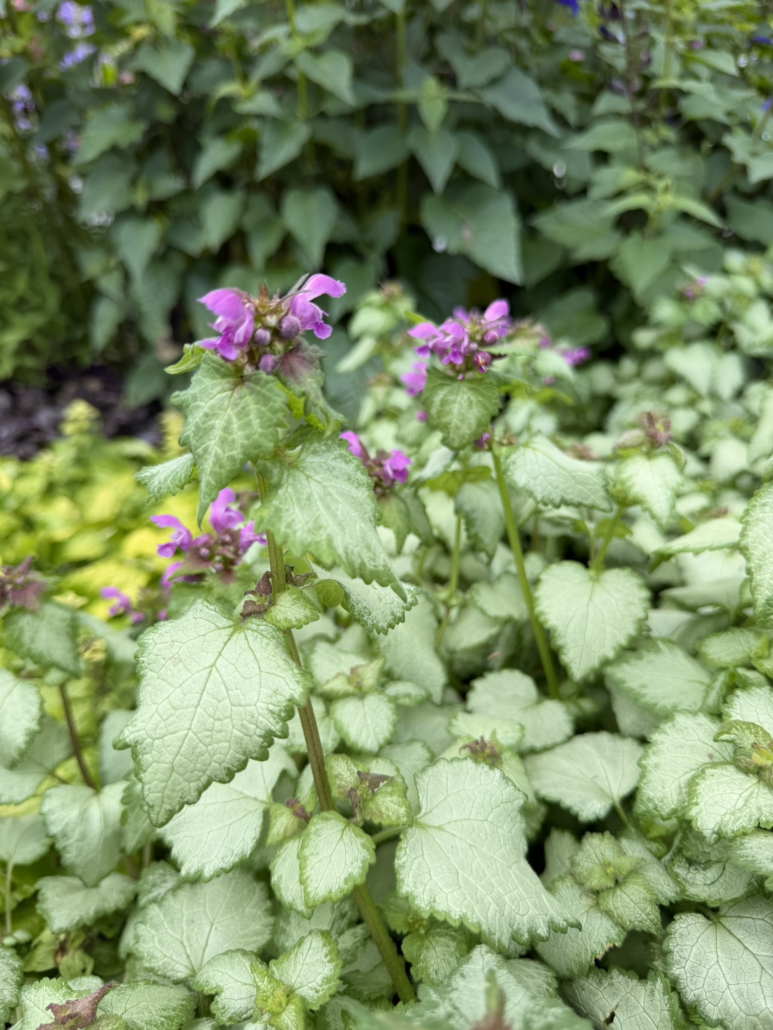 Jasnota plamista ‘Dark Purple’
