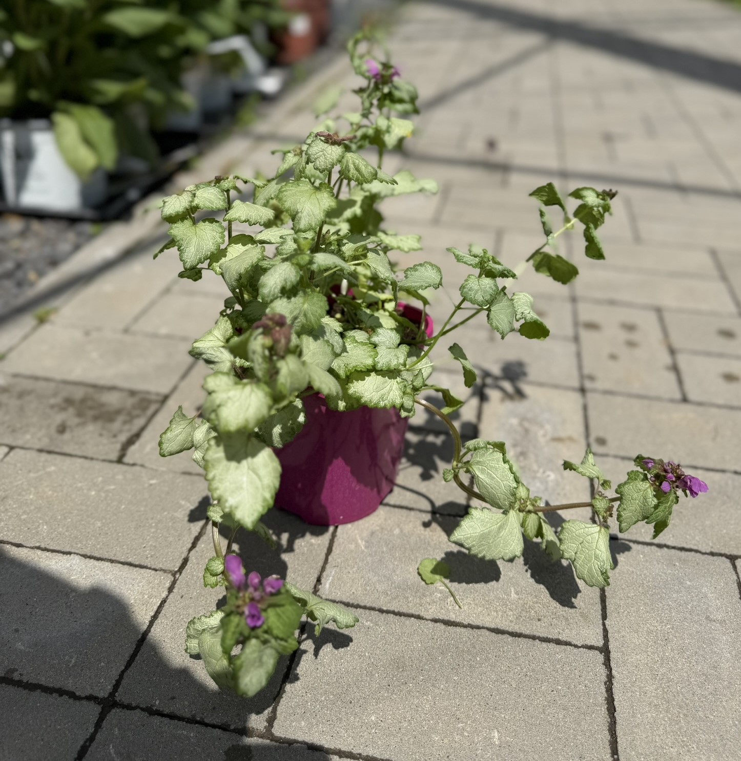 Jasnota plamista ‘Dark Purple’