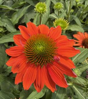 Jeżówka 'Adobe Orange'