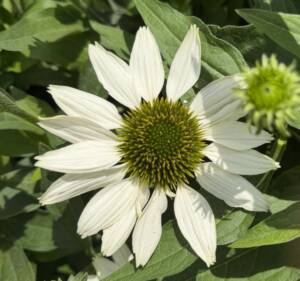 Jeżówka 'Kismet White'