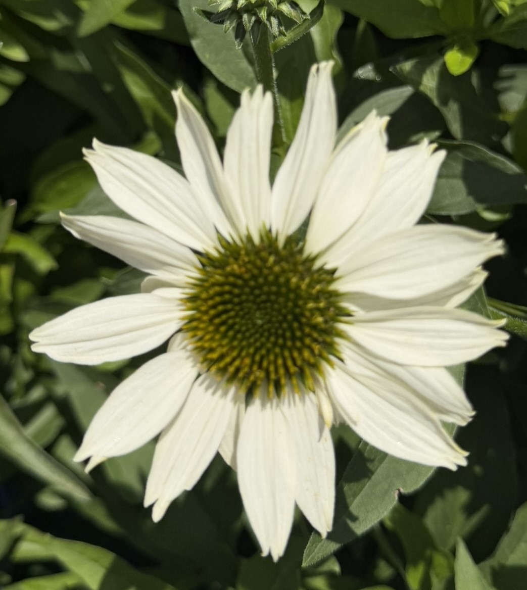 Jeżówka 'Kismet White’