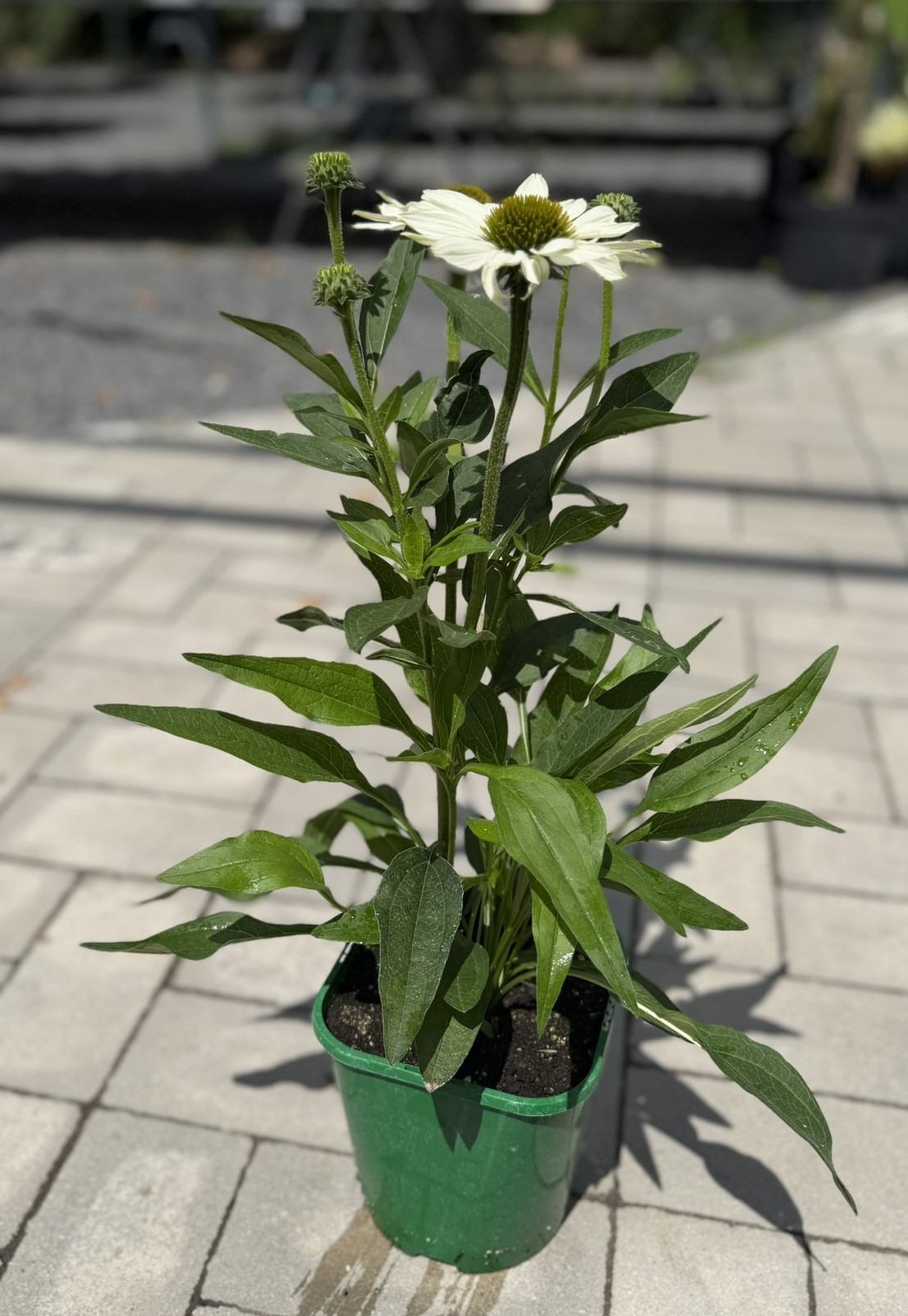 Jeżówka 'Kismet White’