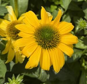 Jeżówka 'Lemon Yellow'