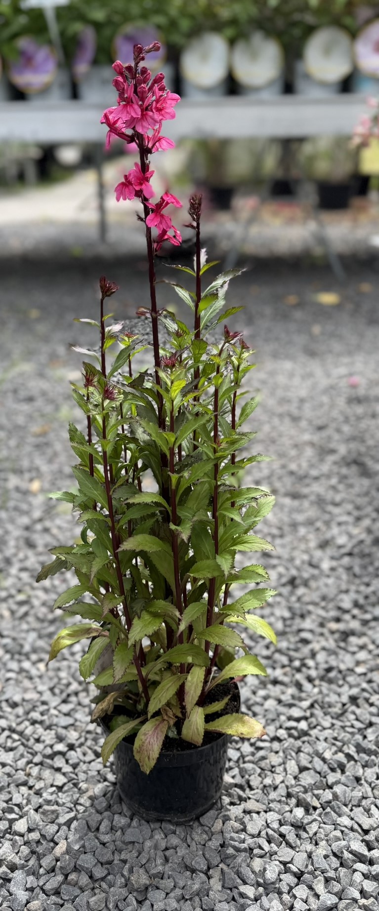 Lobelia okazała 'Starship Rose’