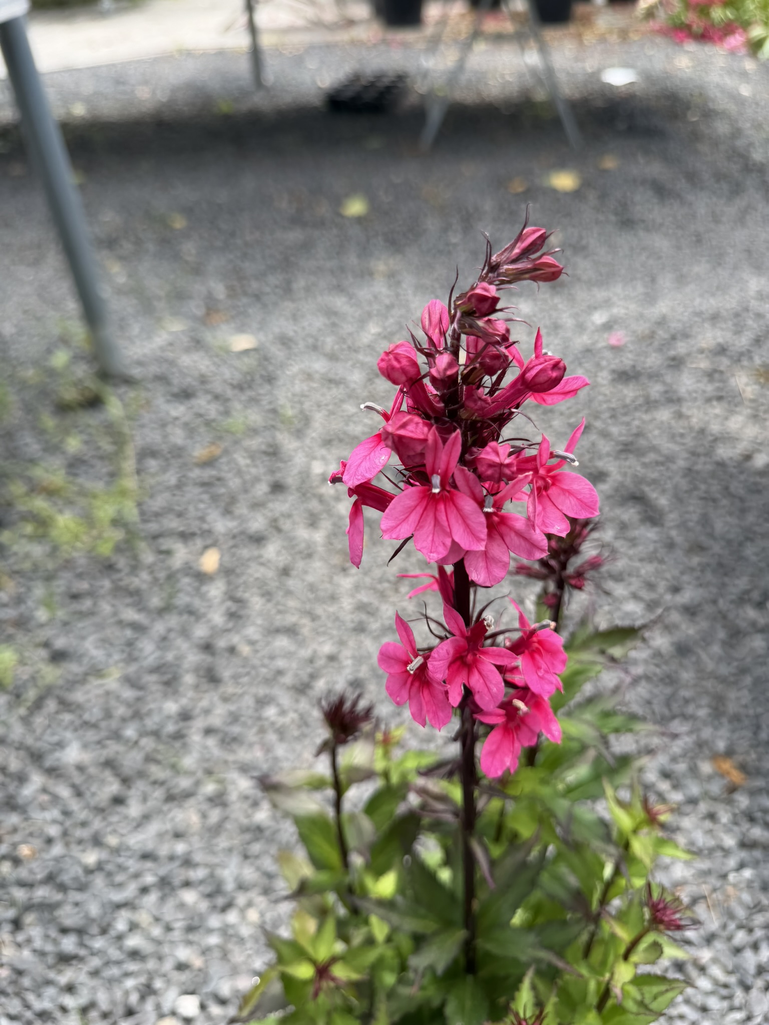 Lobelia okazała 'Starship Rose’