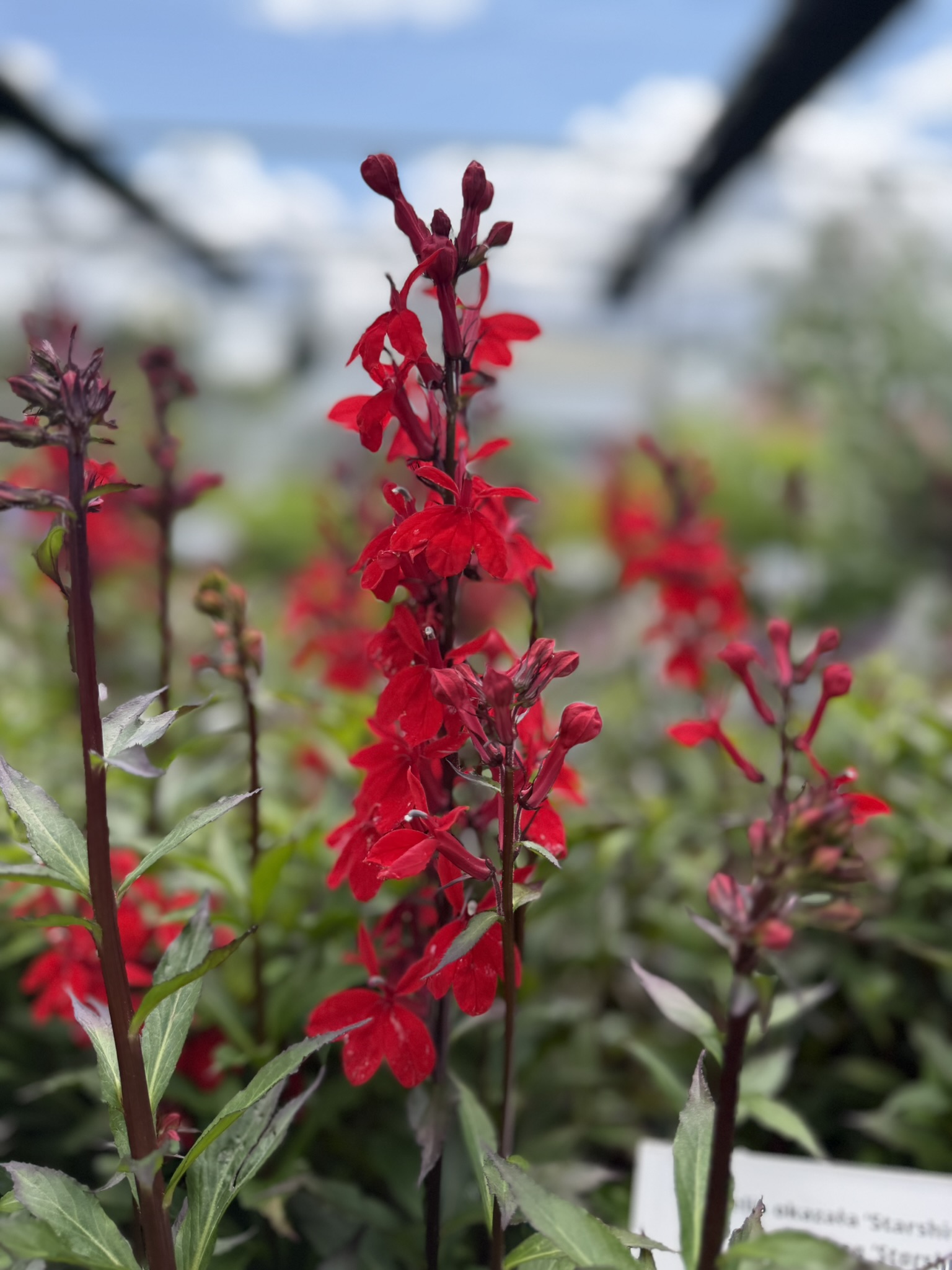 Lobelia okazała 'Starship Scarlet’