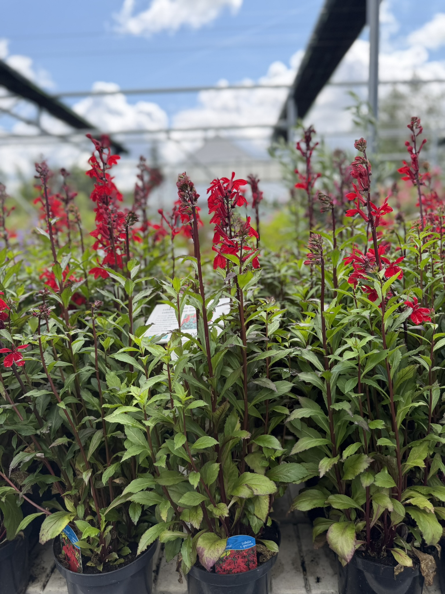 Lobelia okazała 'Starship Scarlet’