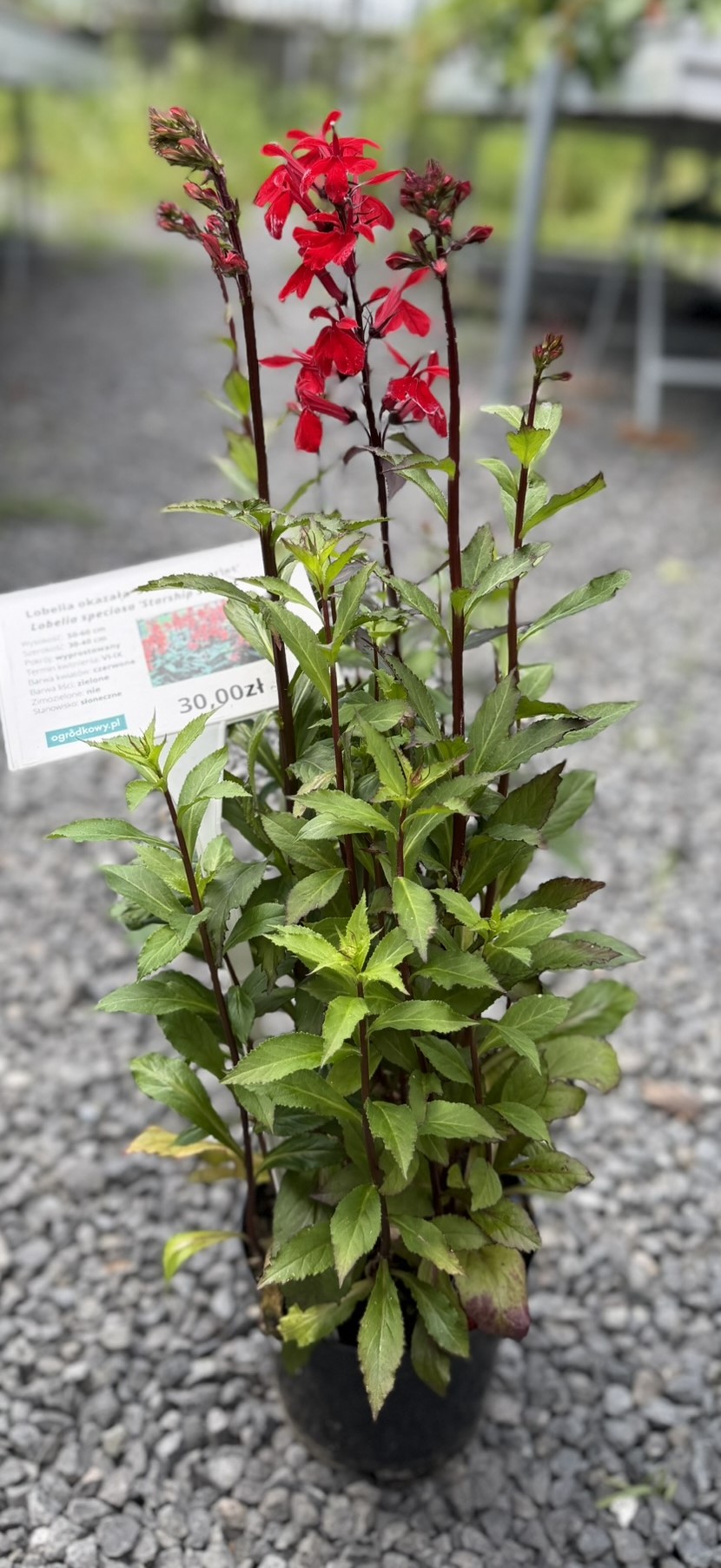Lobelia okazała 'Starship Scarlet’