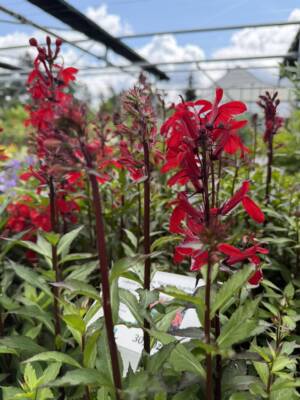 Lobelia okazała 'Starship Scarlet'