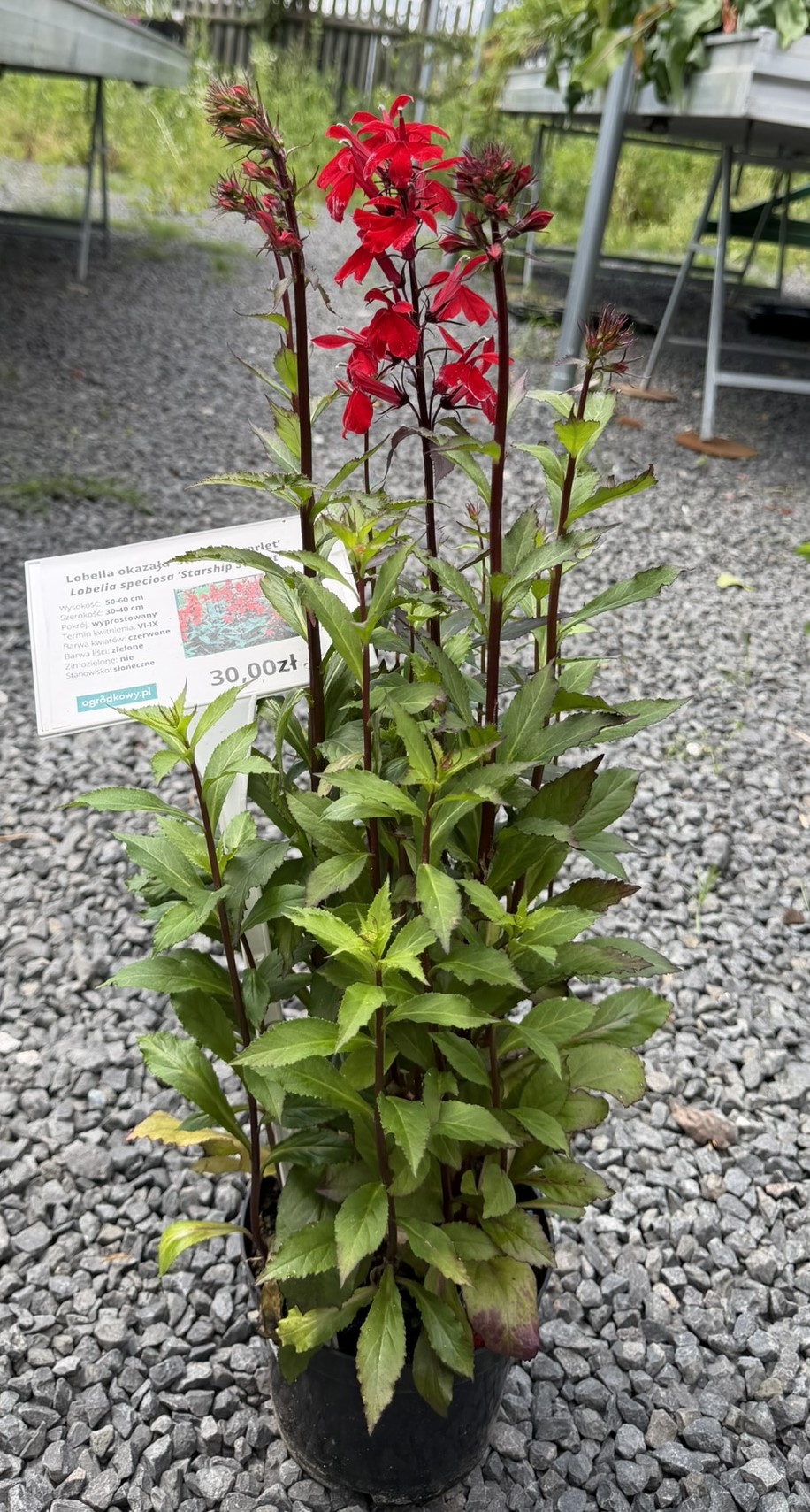 Lobelia okazała 'Starship Scarlet’