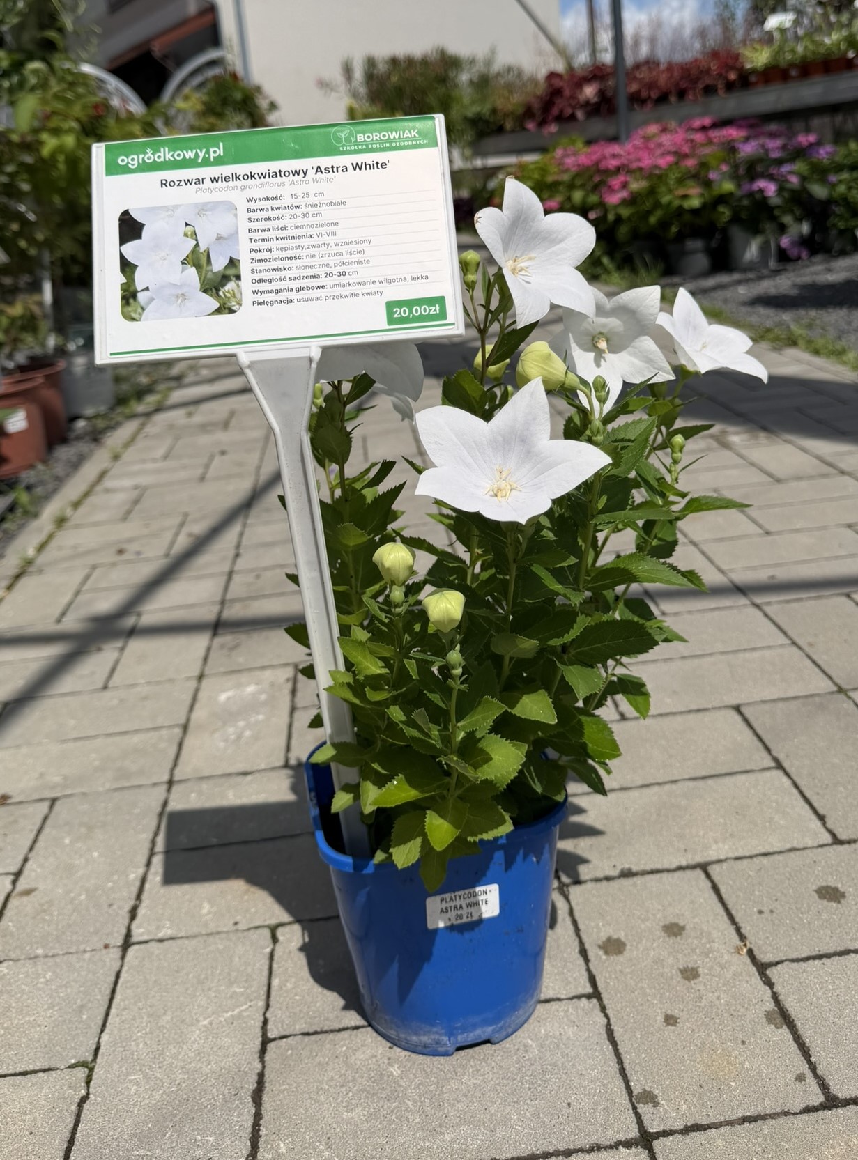 Rozwar wielkokwiatowy 'Astra White’