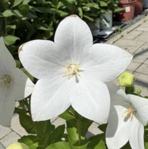 Rozwar wielkokwiatowy 'Astra White'