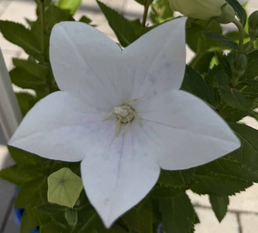 Rozwar wielkokwiatowy 'Astra White’