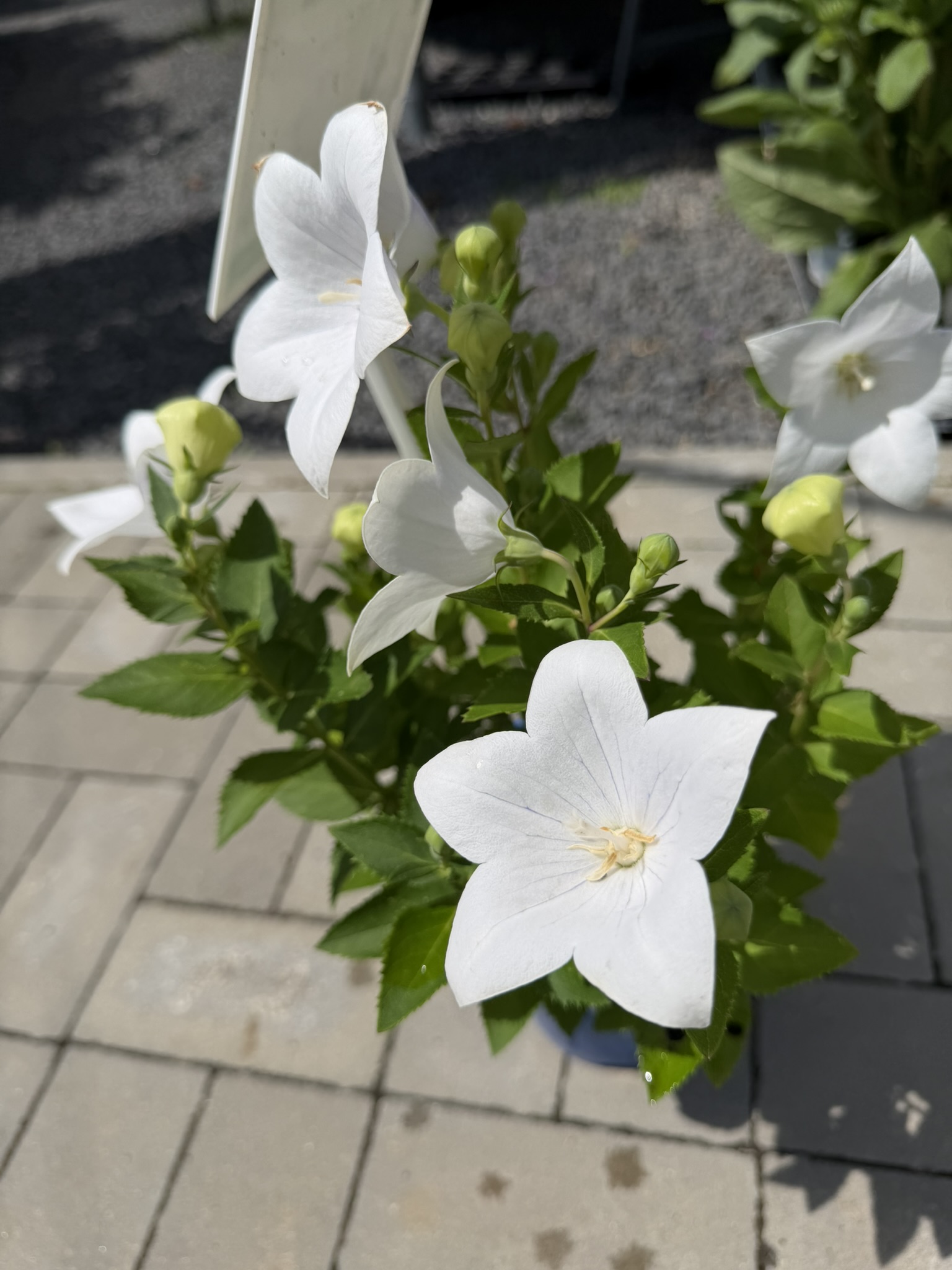 Rozwar wielkokwiatowy 'Astra White’