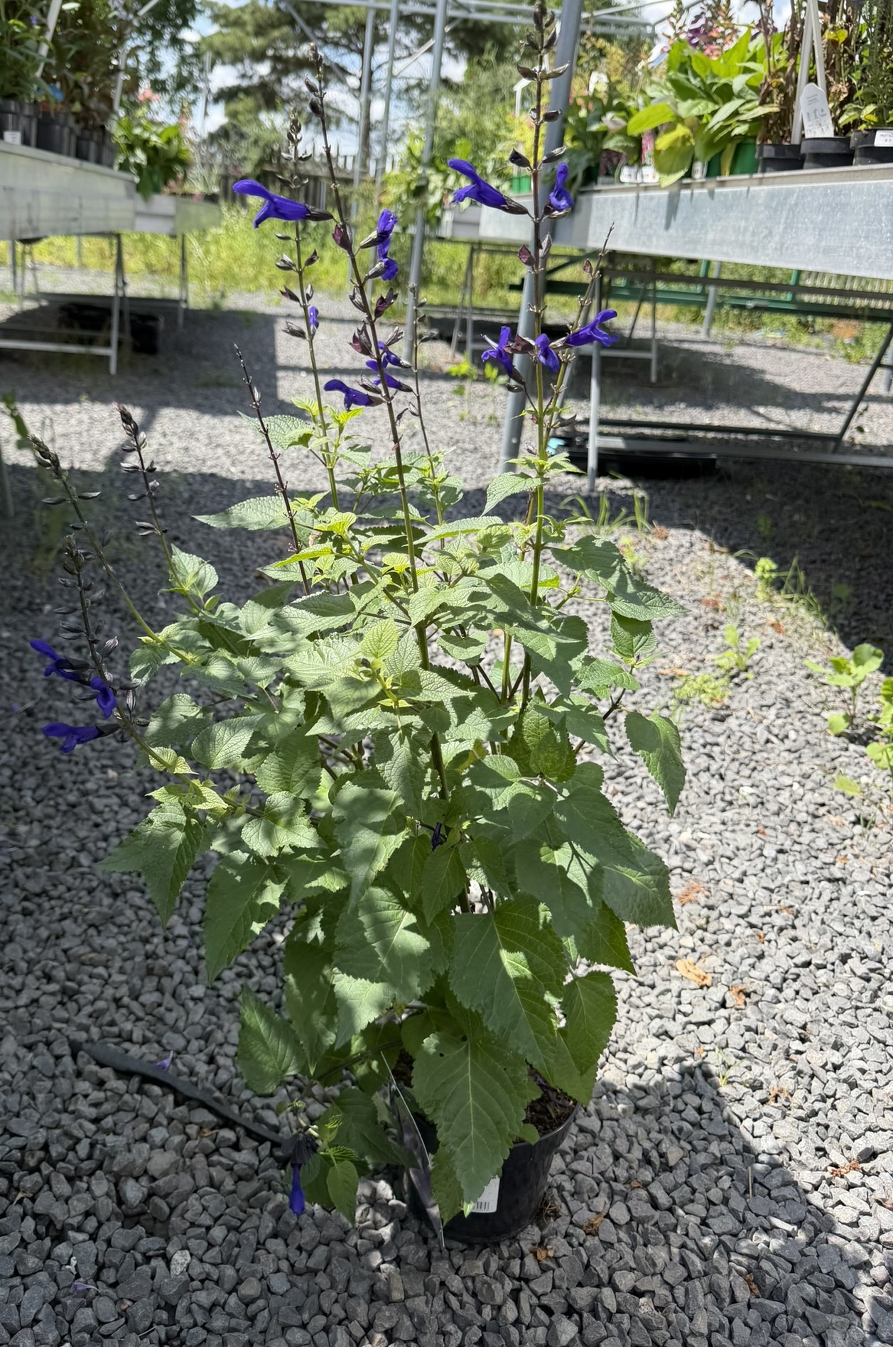 Szałwia mieszańcowa 'Salgoon Lake Blueberry’