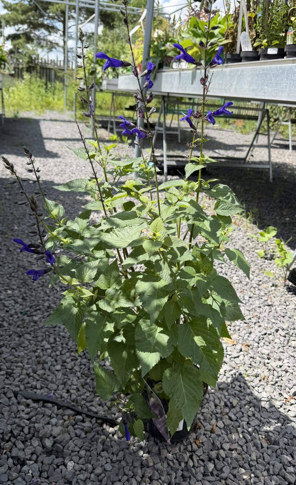 Szałwia mieszańcowa 'Salgoon Lake Blueberry’