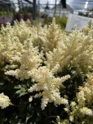 Tawułka Arendsa 'Astary White'