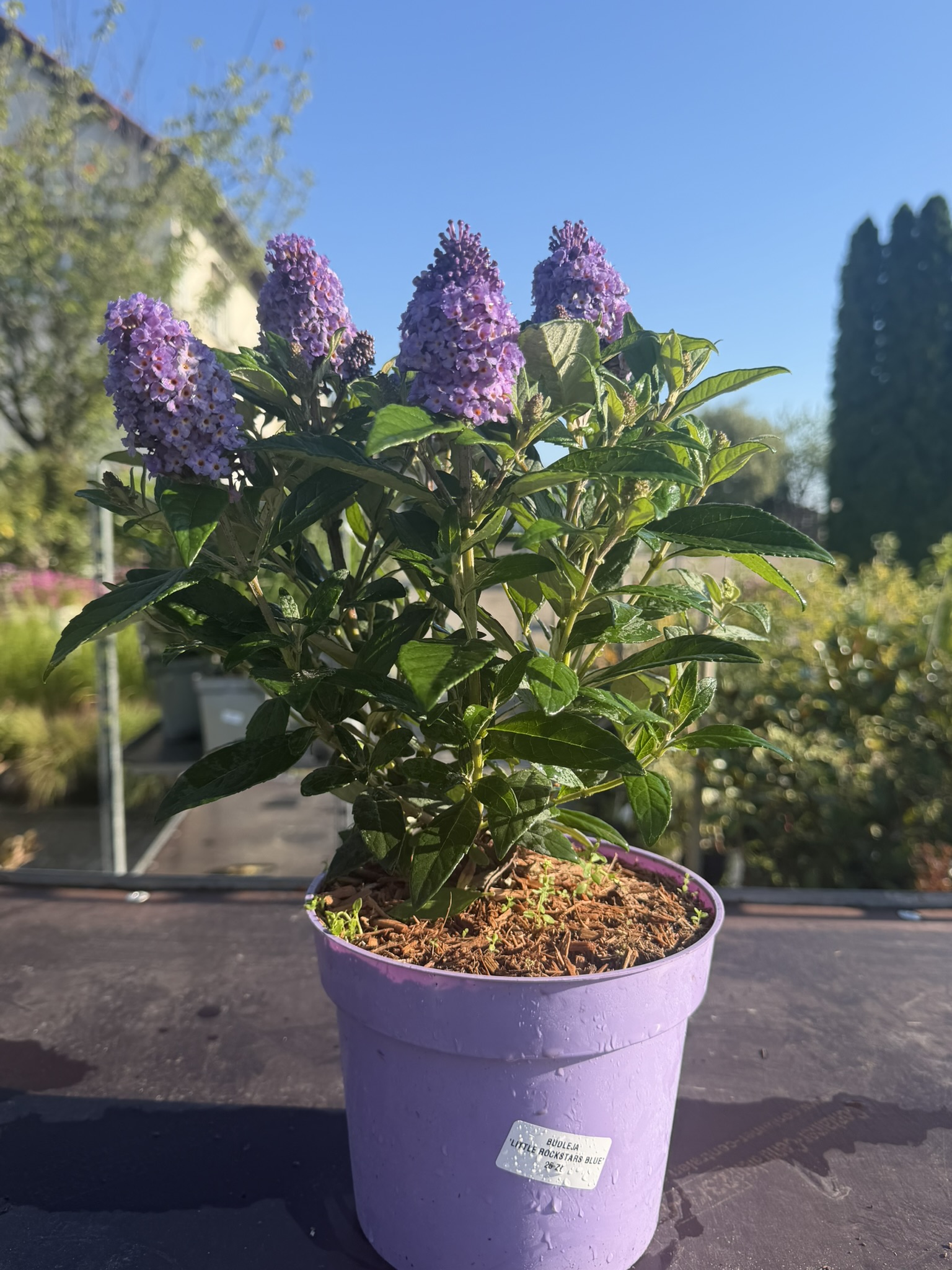 Budleja Dawida 'Little Rockstars Blue’