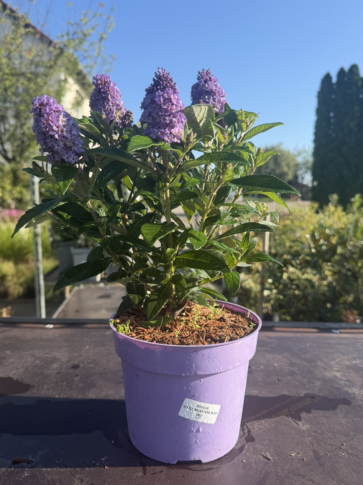 Budleja Dawida 'Little Rockstars Blue’